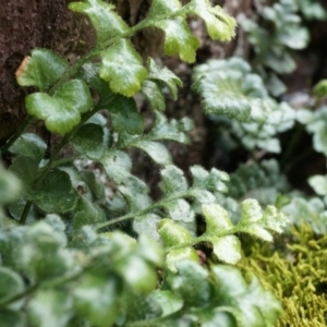 Asplenium subglandulosum at Canberra Central, ACT - 5 Sep 2014 11:18 AM