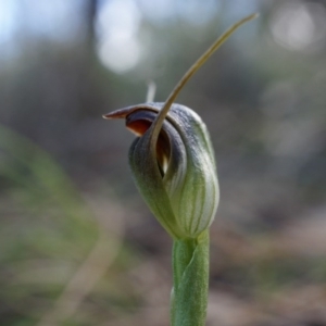 Pterostylis pedunculata at Watson, ACT - 5 Sep 2014