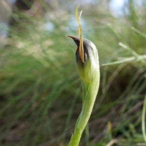 Pterostylis pedunculata at Watson, ACT - 5 Sep 2014