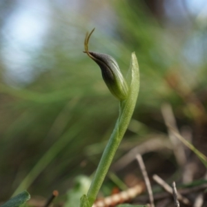 Pterostylis pedunculata at Watson, ACT - 5 Sep 2014