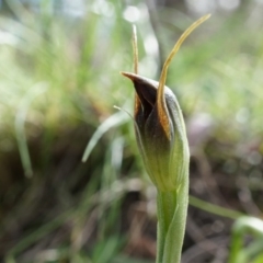 Pterostylis pedunculata at Watson, ACT - 5 Sep 2014