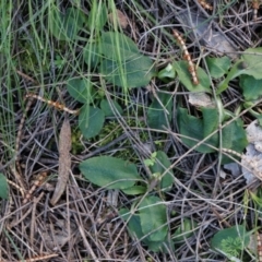 Pterostylis pedunculata at Watson, ACT - 5 Sep 2014