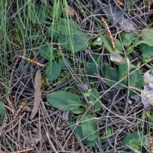 Pterostylis pedunculata at Watson, ACT - 5 Sep 2014