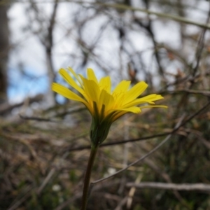 Microseris walteri at Majura, ACT - 5 Sep 2014 12:41 PM