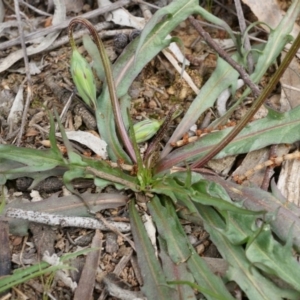 Microseris walteri at Majura, ACT - 5 Sep 2014