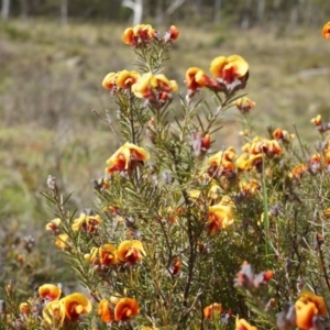 Dillwynia sericea at Hackett, ACT - 5 Sep 2014