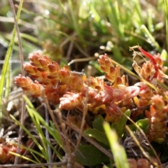 Crassula sieberiana (Austral Stonecrop) at Majura, ACT - 4 Sep 2014 by AaronClausen