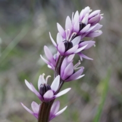 Wurmbea dioica subsp. dioica (Early Nancy) at Canberra Central, ACT - 4 Sep 2014 by AaronClausen