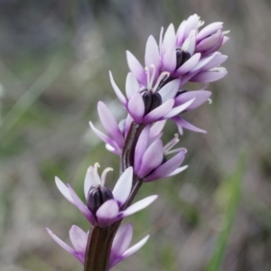 Wurmbea dioica subsp. dioica at Canberra Central, ACT - 5 Sep 2014