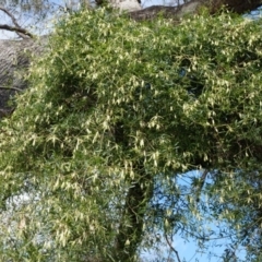 Clematis leptophylla at Majura, ACT - 5 Sep 2014 09:25 AM