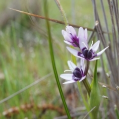 Wurmbea dioica subsp. dioica (Early Nancy) at Majura, ACT - 4 Sep 2014 by AaronClausen