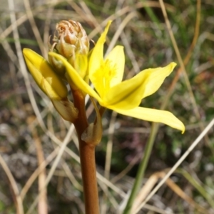 Bulbine bulbosa at Hackett, ACT - 5 Sep 2014