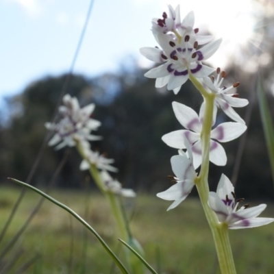 Wurmbea dioica subsp. dioica (Early Nancy) at Majura, ACT - 4 Sep 2014 by AaronClausen