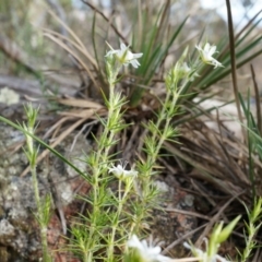 Stellaria pungens (Prickly Starwort) at P11 - 4 Sep 2014 by AaronClausen