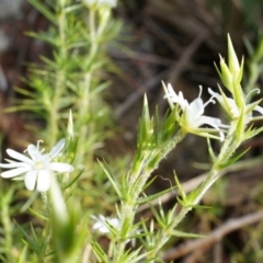 Stellaria pungens at Hackett, ACT - 5 Sep 2014 09:45 AM