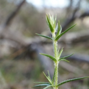 Stellaria pungens at Hackett, ACT - 5 Sep 2014 09:45 AM