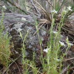 Stellaria pungens at Hackett, ACT - 5 Sep 2014