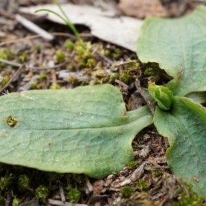 Pterostylis sp. at Mount Majura - suppressed