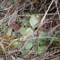 Pterostylidinae (greenhood alliance) (A Greenhood) at Mount Majura - 5 Sep 2014 by AaronClausen