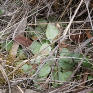 Pterostylidinae (greenhood alliance) at Mount Majura - suppressed