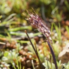 Unidentified at Mount Majura - 5 Sep 2014 by AaronClausen