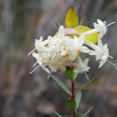 Pimelea linifolia (Slender Rice Flower) at P11 - 5 Sep 2014 by AaronClausen