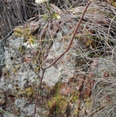 Pimelea linifolia at Canberra Central, ACT - 5 Sep 2014 11:29 AM