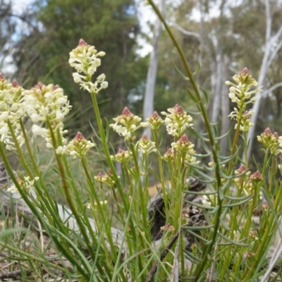 Stackhousia monogyna (Creamy Candles) at Majura, ACT - 5 Sep 2014 by AaronClausen