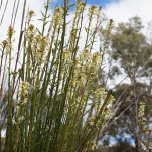 Stackhousia monogyna at Majura, ACT - 5 Sep 2014