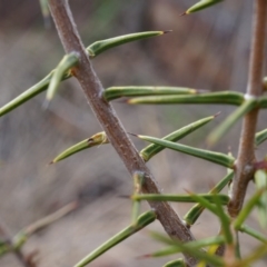 Acacia ulicifolia (Prickly Moses) at P11 - 5 Sep 2014 by AaronClausen
