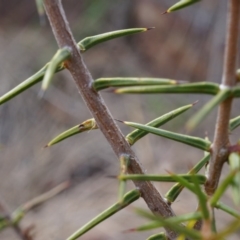 Acacia ulicifolia (Prickly Moses) at Hackett, ACT - 5 Sep 2014 by AaronClausen