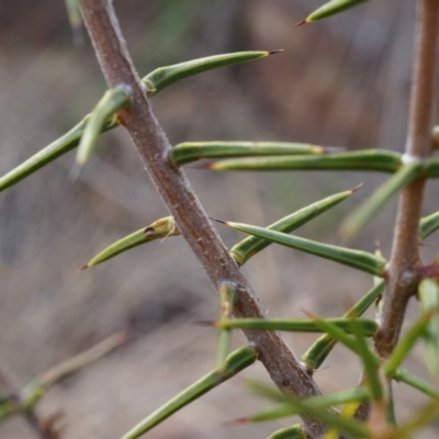 Acacia ulicifolia (Prickly Moses) at P11 - 5 Sep 2014 by AaronClausen