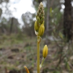 Bulbine bulbosa (Golden Lily) at Majura, ACT - 5 Sep 2014 by AaronClausen