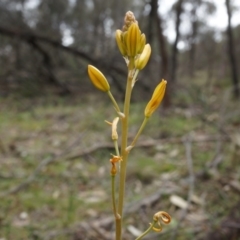 Bulbine bulbosa at Majura, ACT - 5 Sep 2014 11:47 AM