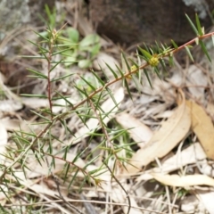 Acacia ulicifolia (Prickly Moses) at P11 - 5 Sep 2014 by AaronClausen