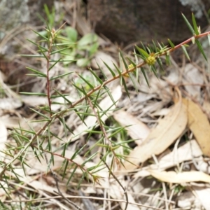 Acacia ulicifolia at Majura, ACT - 5 Sep 2014 11:50 AM