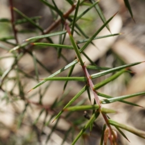 Acacia ulicifolia at Majura, ACT - 5 Sep 2014 11:50 AM