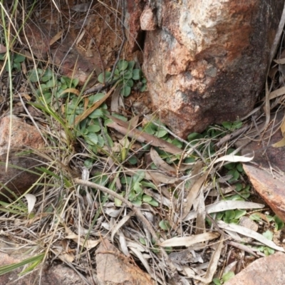 Pterostylidinae (greenhood alliance) (A Greenhood) at Mount Majura - 5 Sep 2014 by AaronClausen