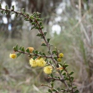 Acacia gunnii at Canberra Central, ACT - 5 Sep 2014