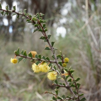 Acacia gunnii (Ploughshare Wattle) at Canberra Central, ACT - 5 Sep 2014 by AaronClausen