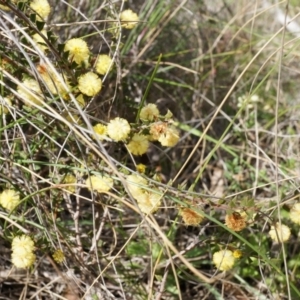 Acacia gunnii at Canberra Central, ACT - 5 Sep 2014