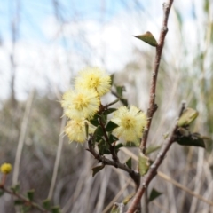 Acacia gunnii (Ploughshare Wattle) at Canberra Central, ACT - 5 Sep 2014 by AaronClausen