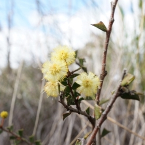 Acacia gunnii at Canberra Central, ACT - 5 Sep 2014