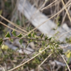 Acacia gunnii at Canberra Central, ACT - 5 Sep 2014