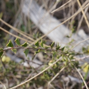 Acacia gunnii at Canberra Central, ACT - 5 Sep 2014