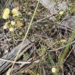 Acacia gunnii at Canberra Central, ACT - 5 Sep 2014