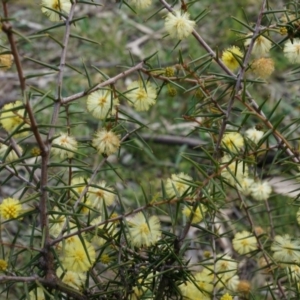 Acacia ulicifolia at Canberra Central, ACT - 5 Sep 2014