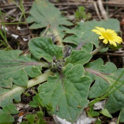 Cymbonotus sp. (preissianus or lawsonianus) (Bears Ears) at P11 - 5 Sep 2014 by AaronClausen