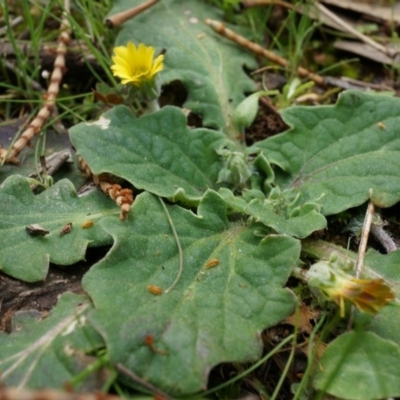 Cymbonotus sp. (preissianus or lawsonianus) (Bears Ears) at P11 - 5 Sep 2014 by AaronClausen