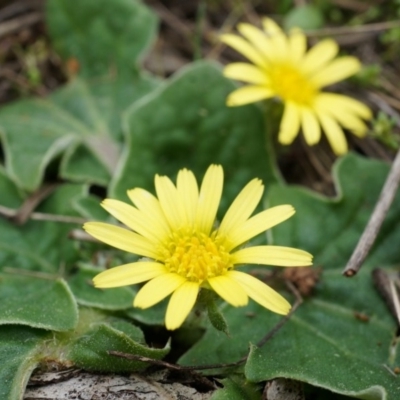 Cymbonotus sp. (preissianus or lawsonianus) (Bears Ears) at Canberra Central, ACT - 5 Sep 2014 by AaronClausen